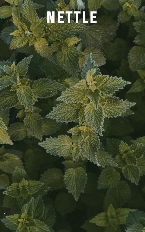 Nettle